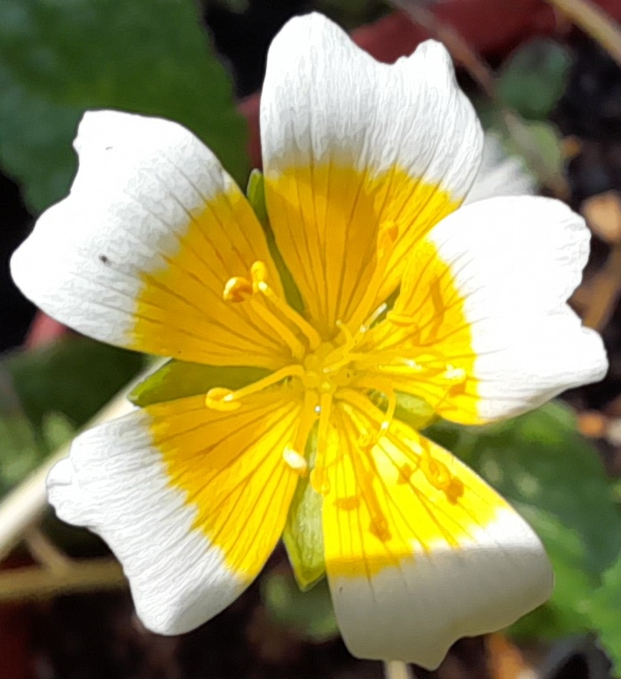 poached egg plant Limnanthes douglasii