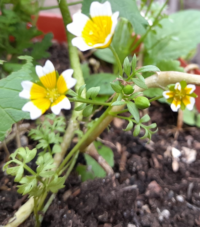 poached egg plant Limnanthes douglasii