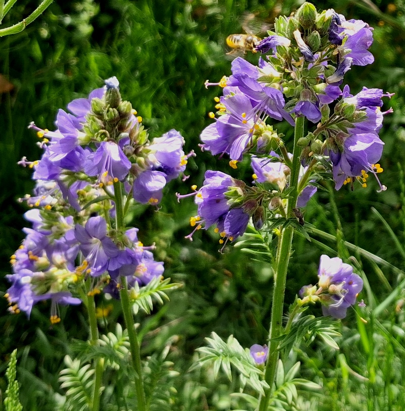 polemonium