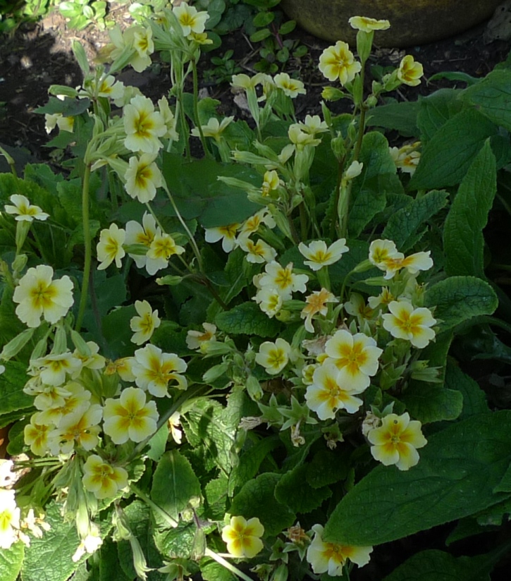 polyanthus