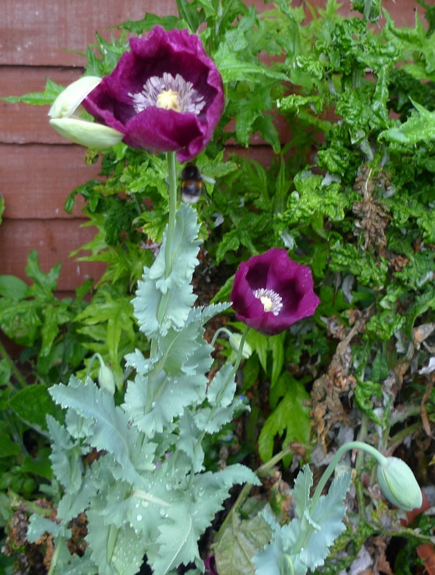 lauren's grape poppy with bee