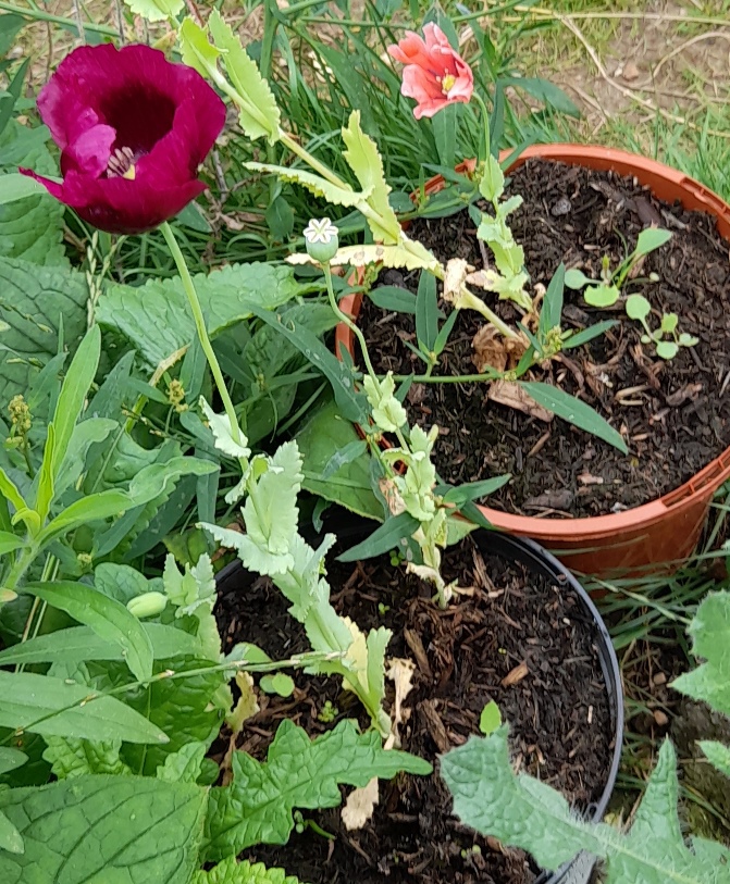 laurens grape poppy