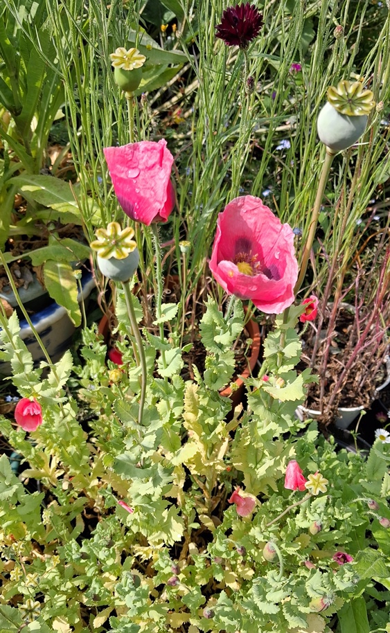 giganteum poppy