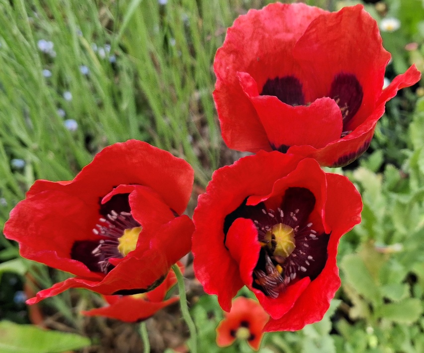 poppies with bee