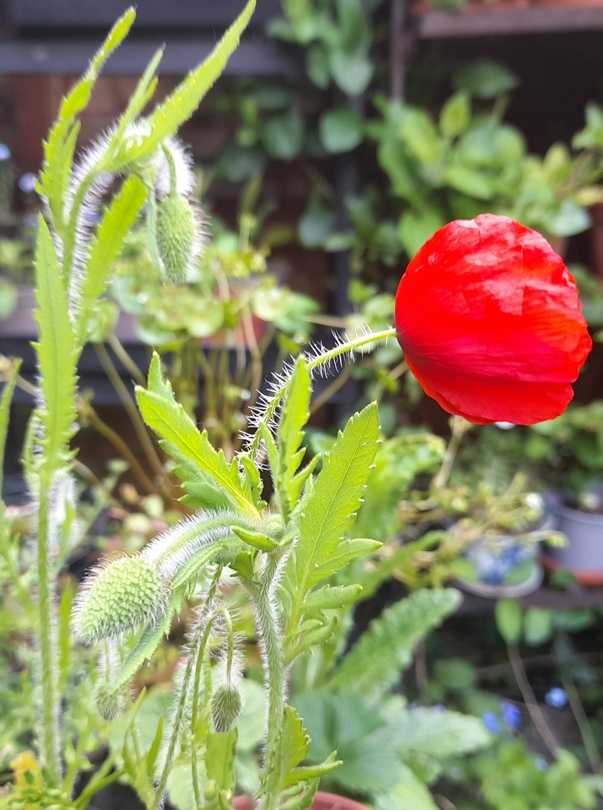 red / corn / field / common poppies (Papaver rhoeas)
