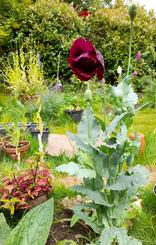 Lauren's Grape poppy