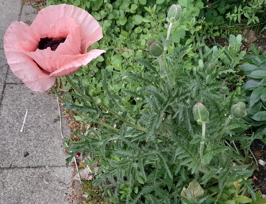 oriental poppy