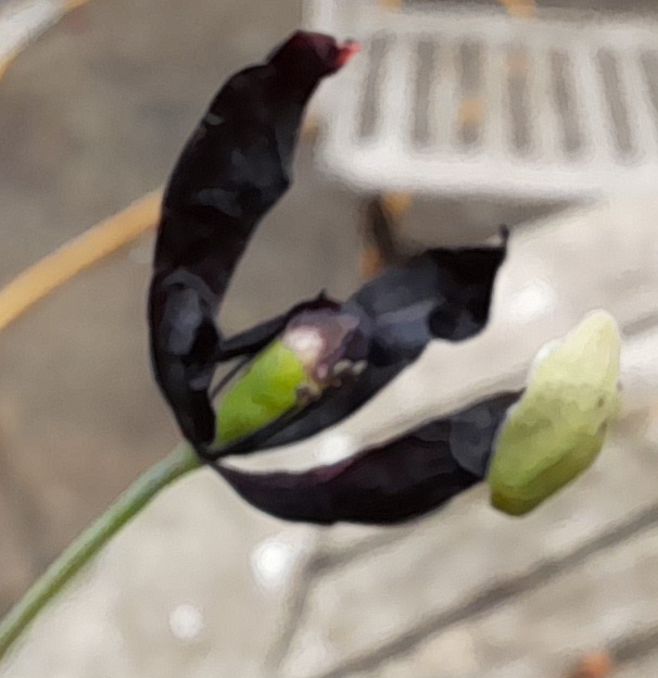 poppy black magic Papaver macrostomum