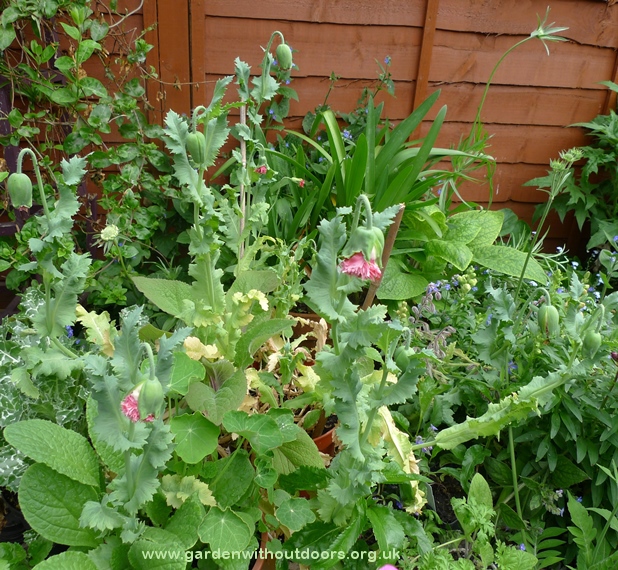 Pink Fizz poppy buds