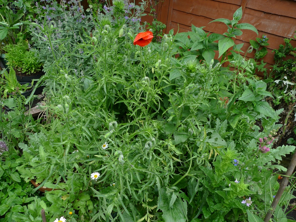 red poppy Papaver rhoeas