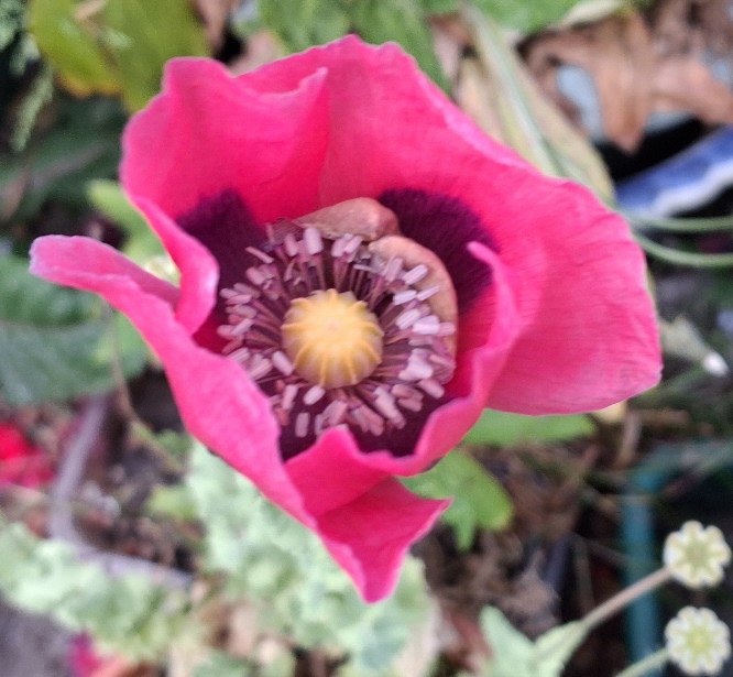 giganteum poppy