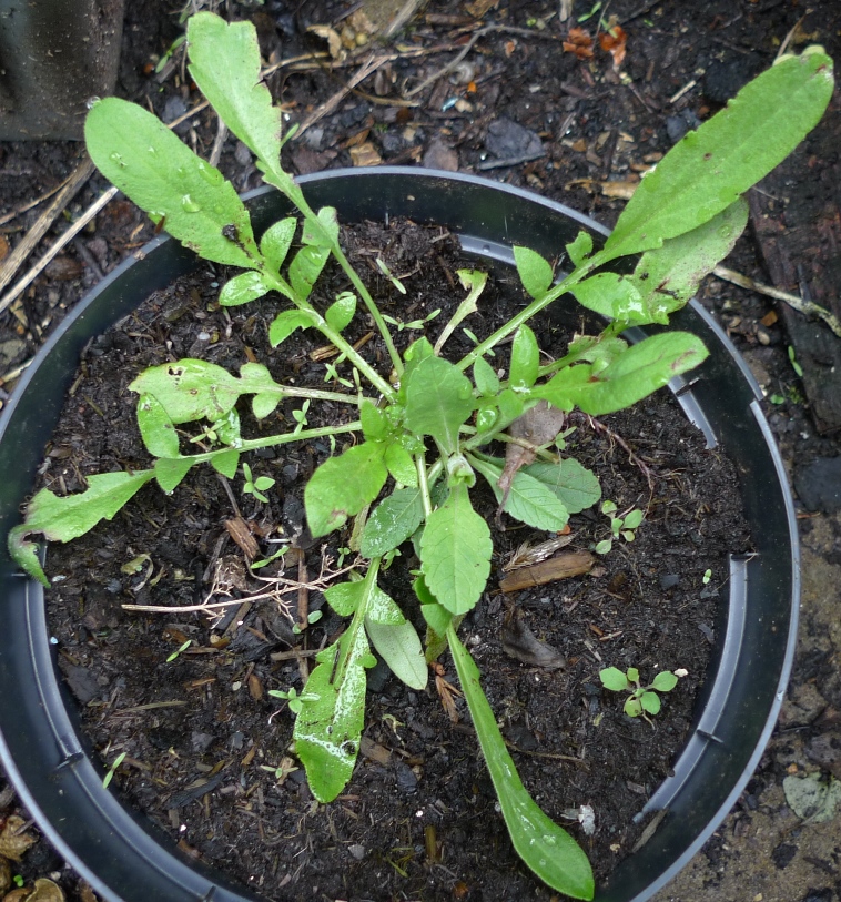 red corn field poppy