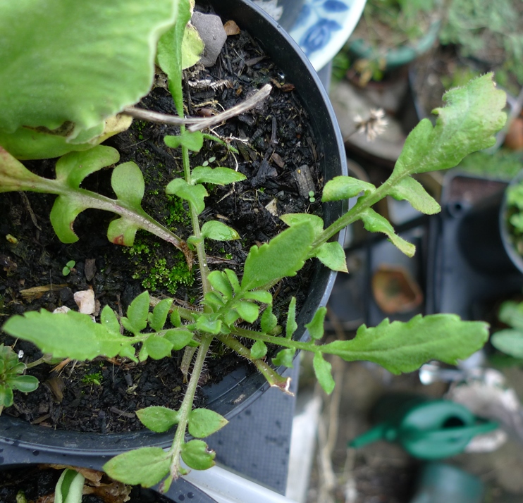 red corn field poppy