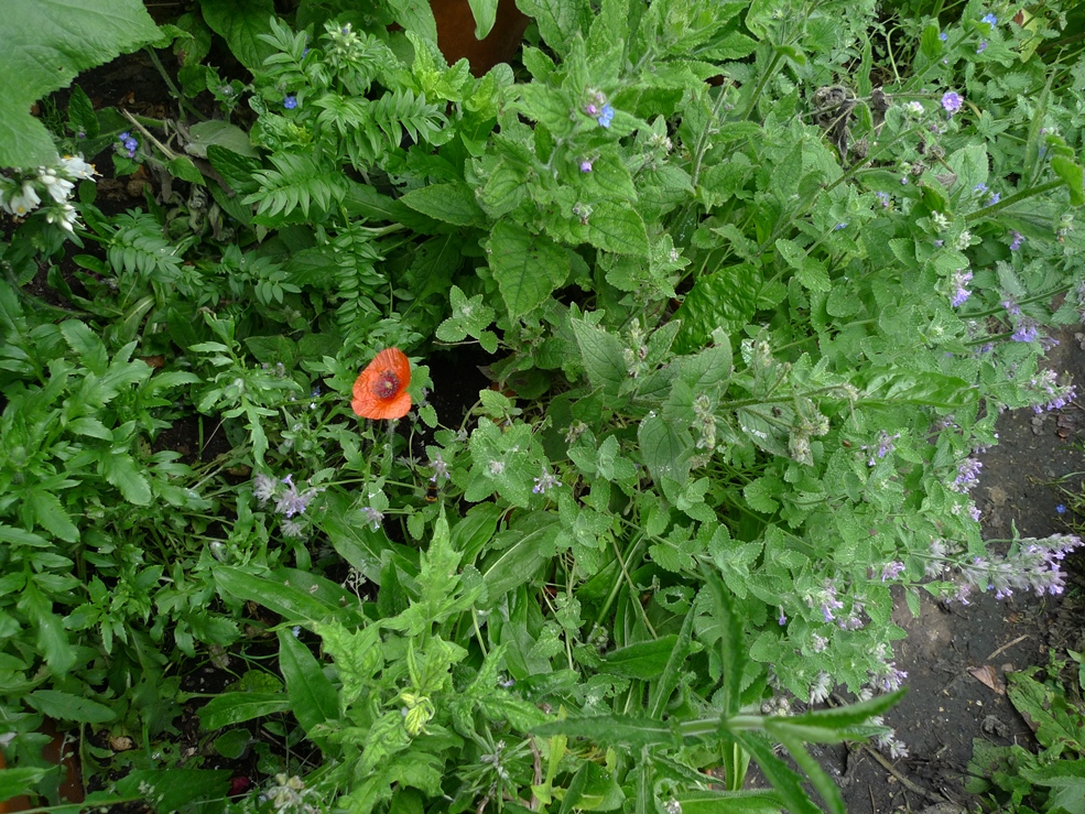 red poppy Papaver rhoeas