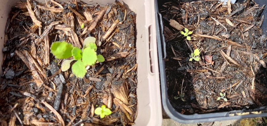 giant poppy seedlings