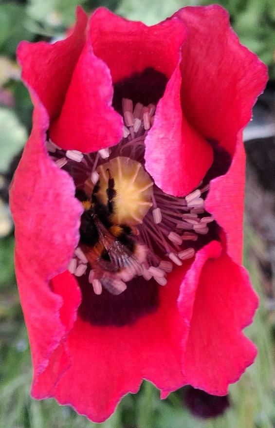 poppy with bee