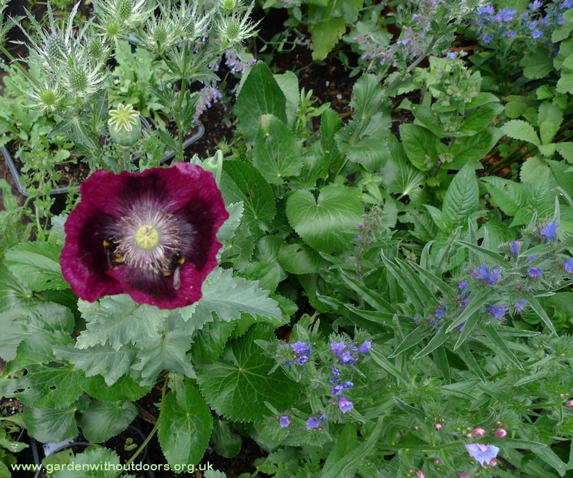lauren's grape poppy with bees