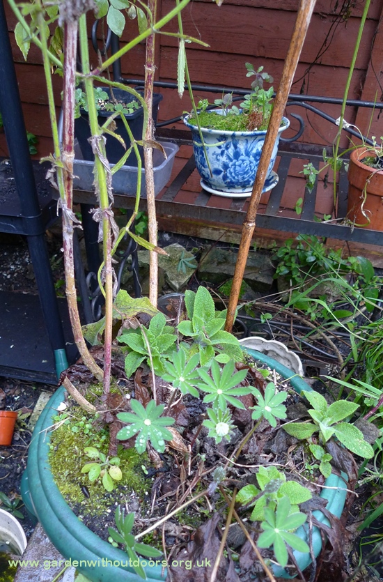 pot with lupins foxgloves knautia