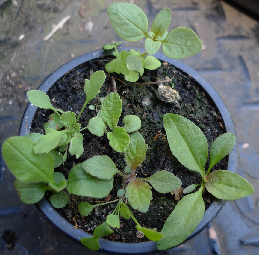 seedlings