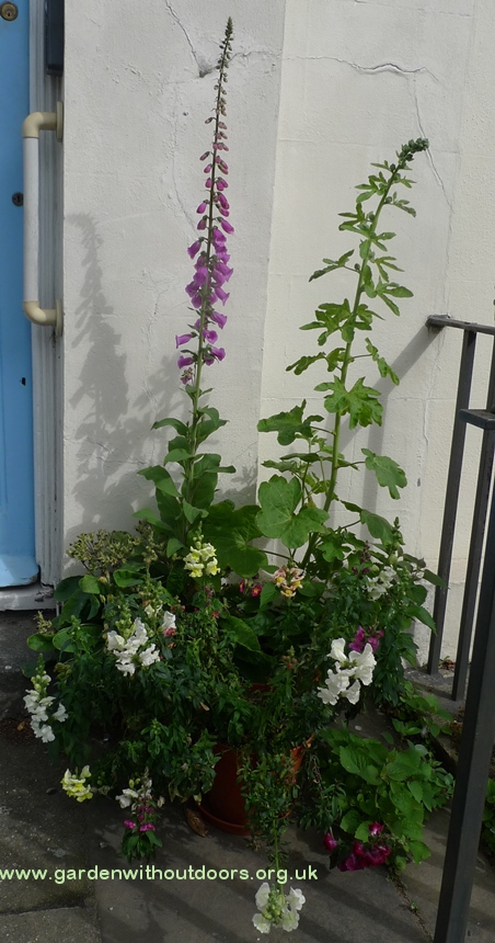 foxglove hollyhock snapdragon in pots