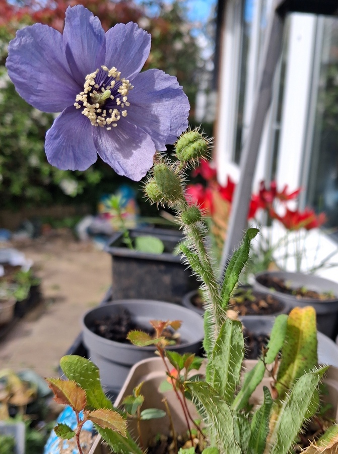 prickly blue poppy meconopsis horridula