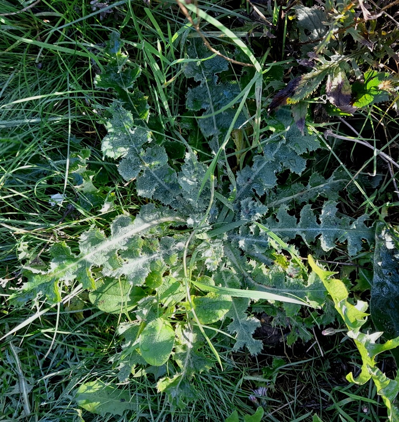 prickly sowthistle