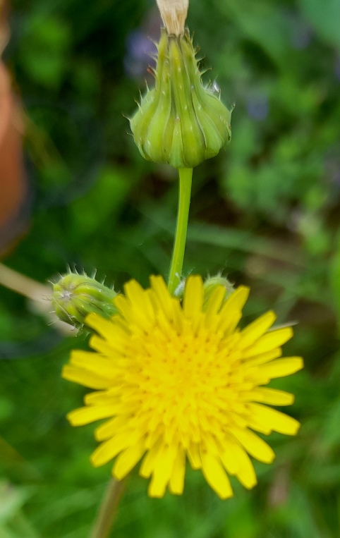 prickly sow thistle