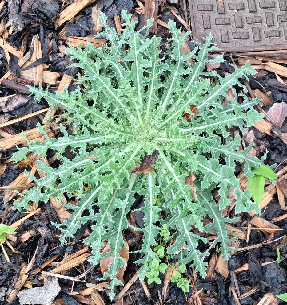 prickly sow thistle