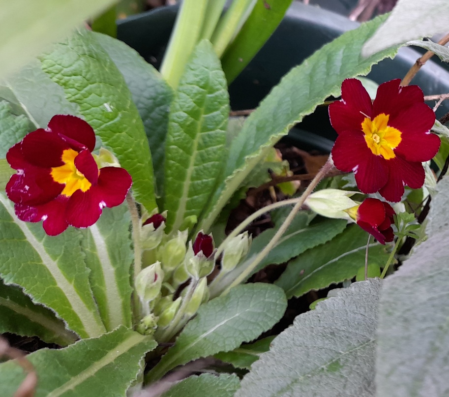 primula