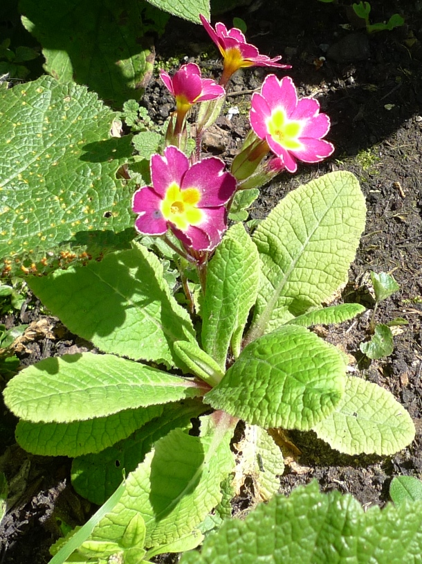 primula