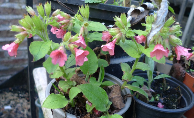 pulmonaria rubra