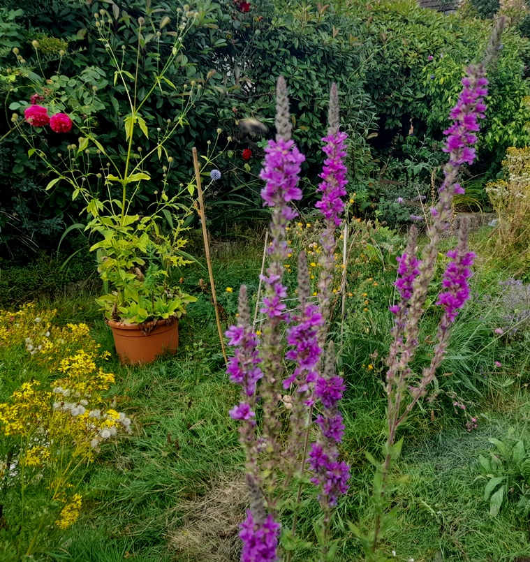 purple loosestrife