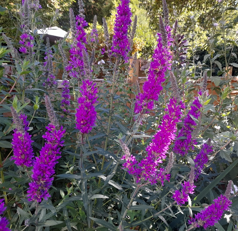 purple loosestrife