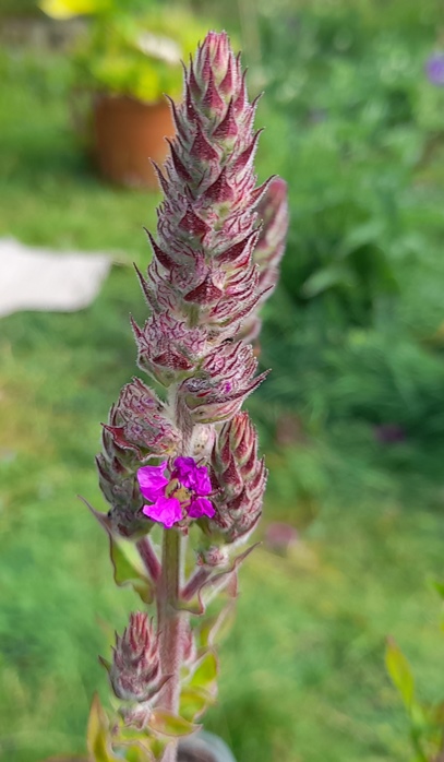 purple loosestrife