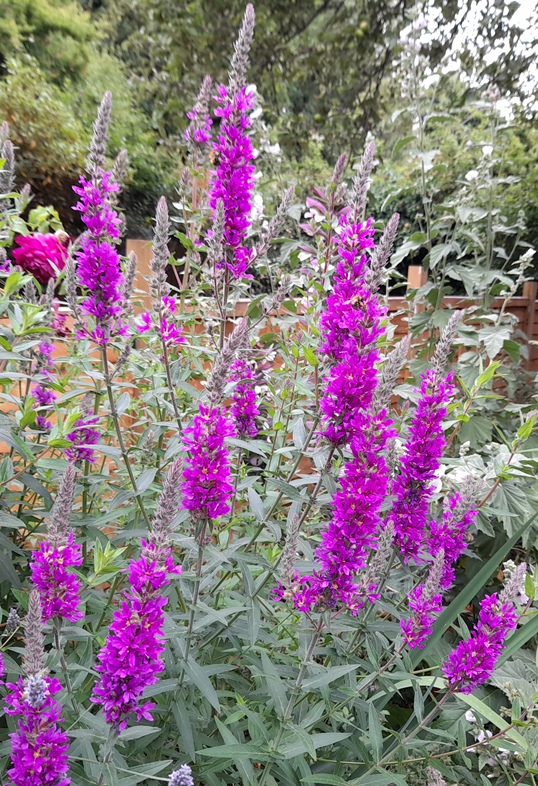purple loosestrife