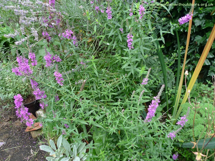 purple loosestrife