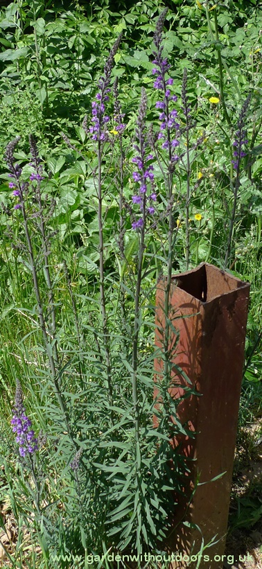purple toadflax