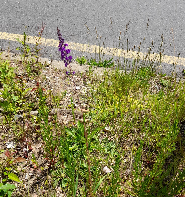 purple toadflax