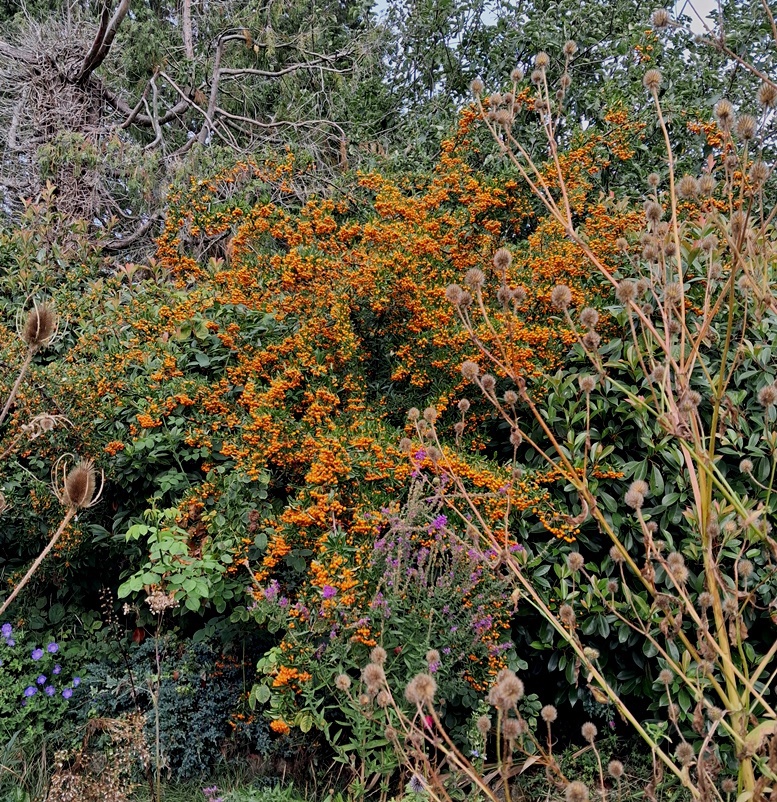 pyracantha