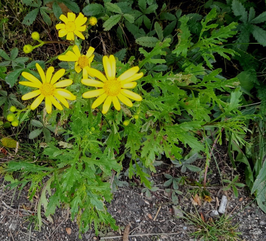 ragwort corn marigold