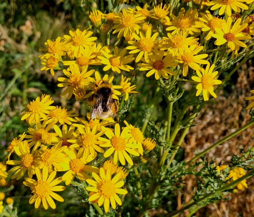 ragwort bee