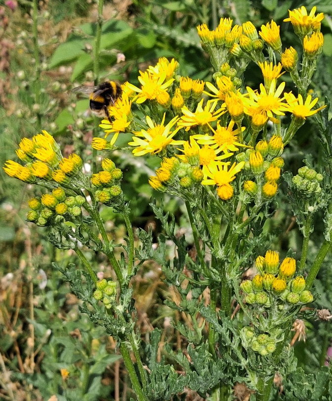 ragwort with bee