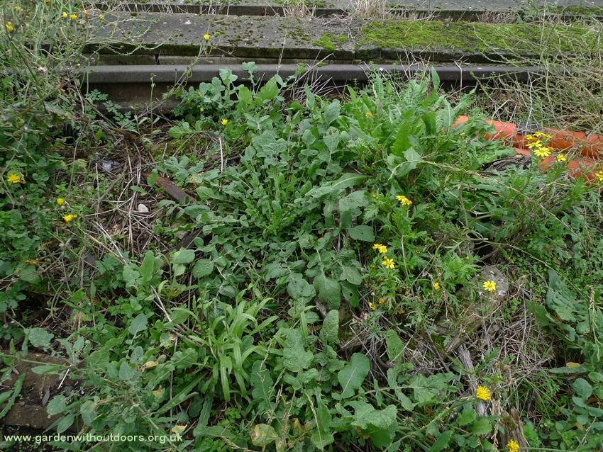 hoary mustard rosette