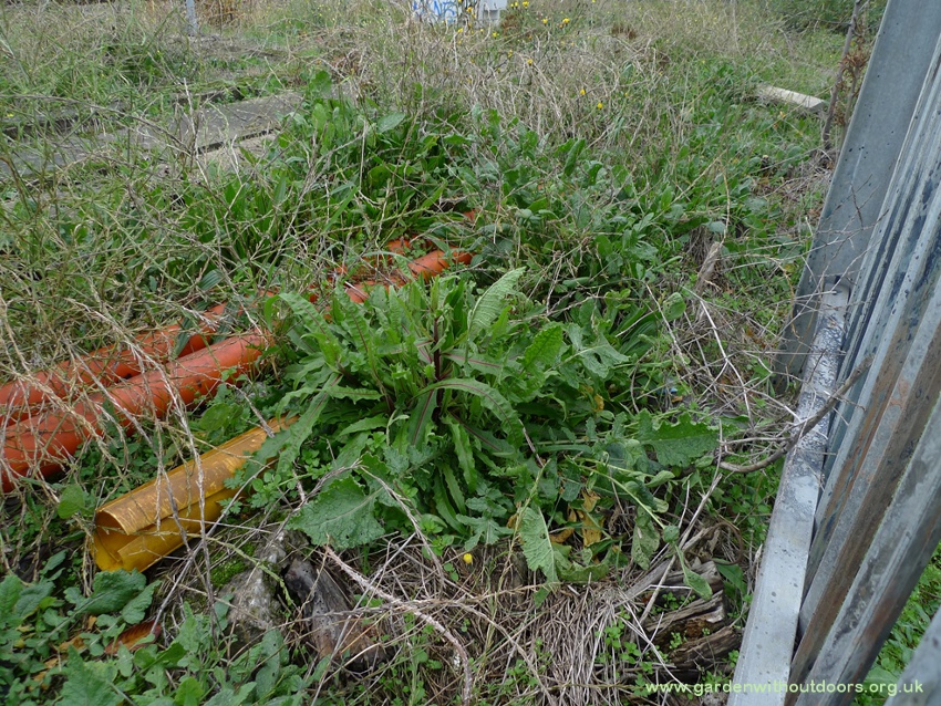 hawkweed oxtongue