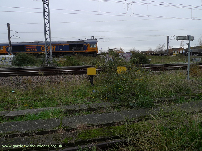 hawkweed oxtongue railway line