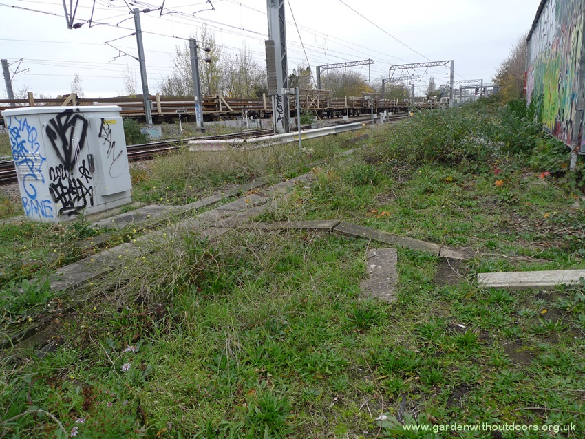 hoary mustard railway line