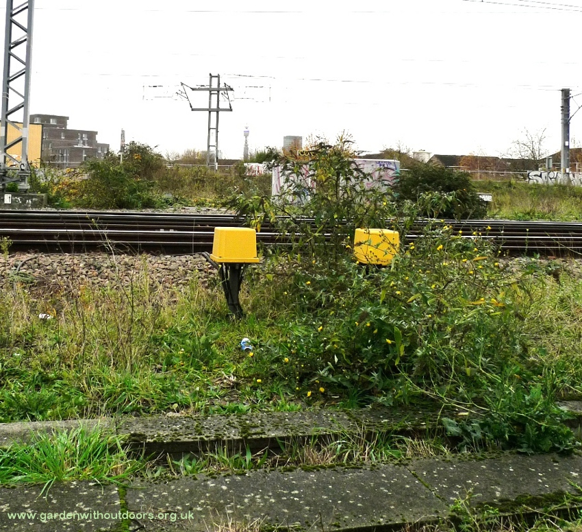 hawkweed oxtongue railway line