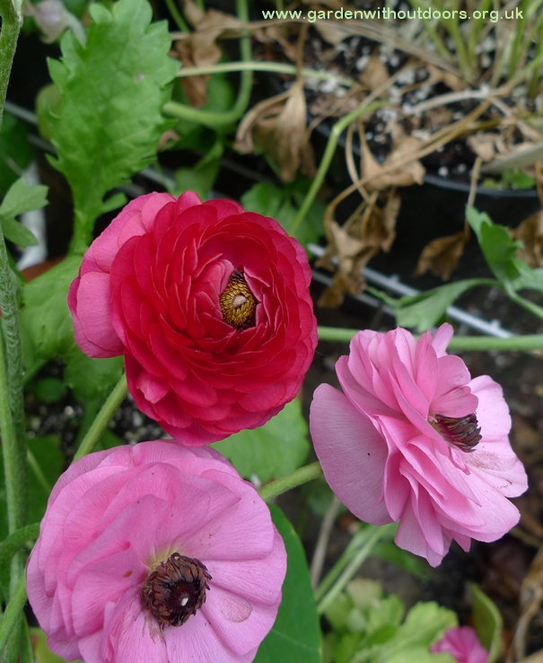 ranunculus