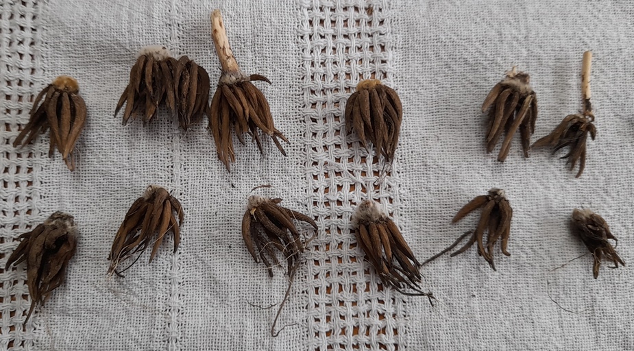 sainsburys ranunculus