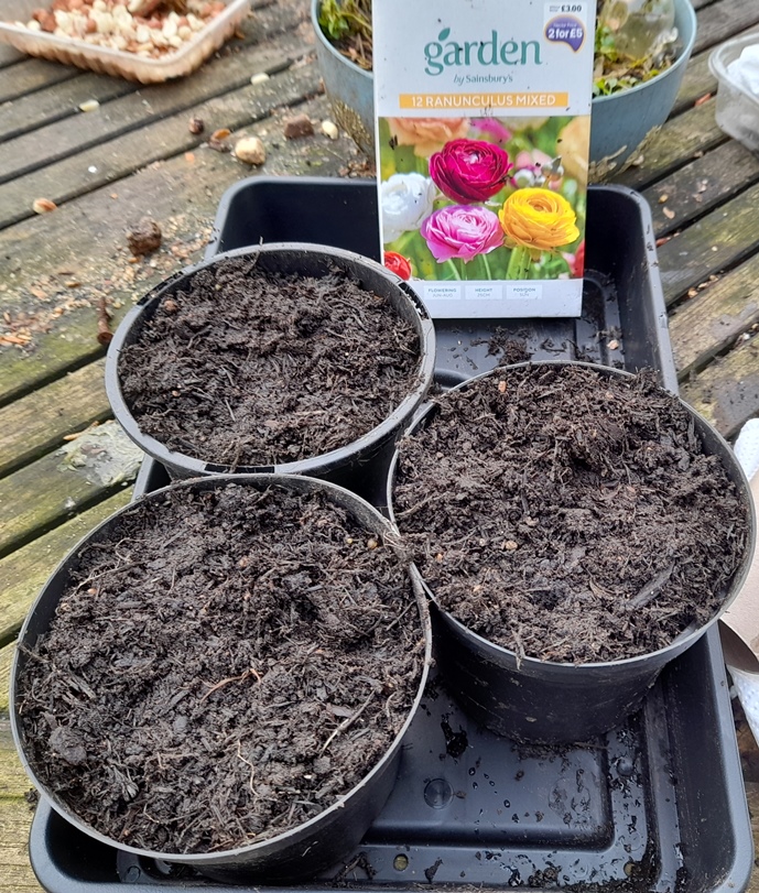 sainsburys ranunculus